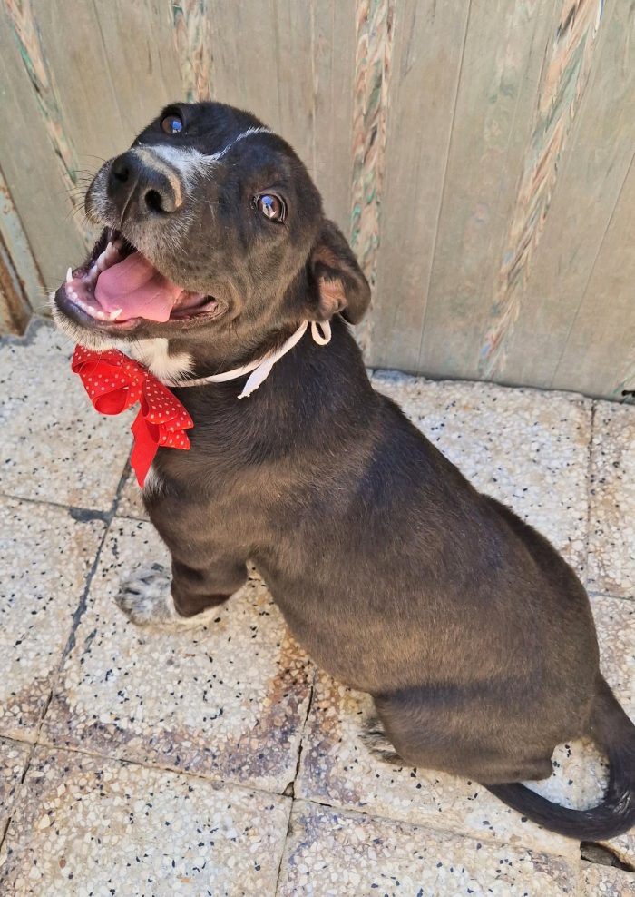 BRUNELLA,IN CANILE,ADOTTABILE IN TUTTA ITALIA!