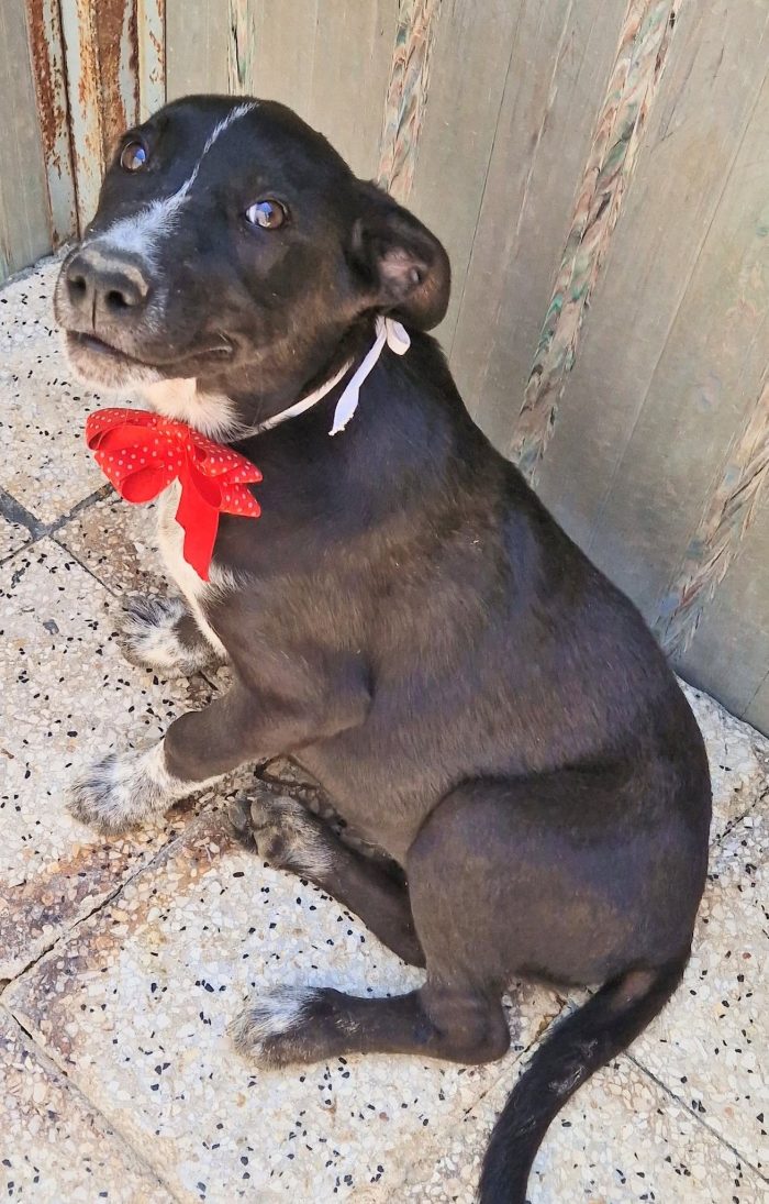 BRUNELLA,IN CANILE,ADOTTABILE IN TUTTA ITALIA!
