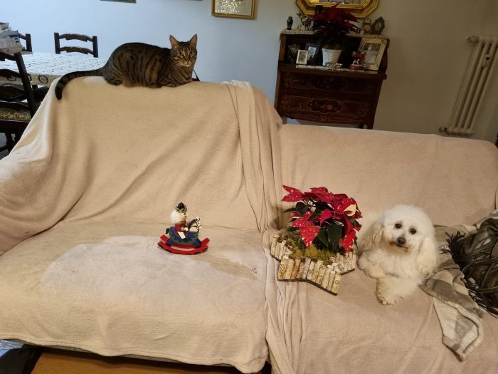 Cippi cerca una famiglia che colmi la sua grande perdita