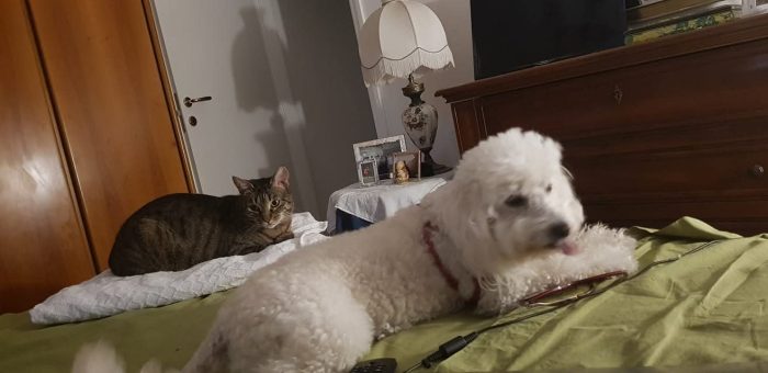 Cippi cerca una famiglia che colmi la sua grande perdita