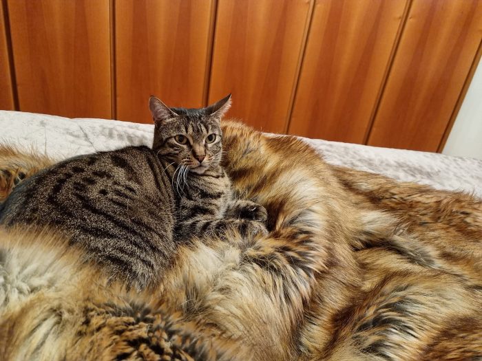 Cippi cerca una famiglia che colmi la sua grande perdita