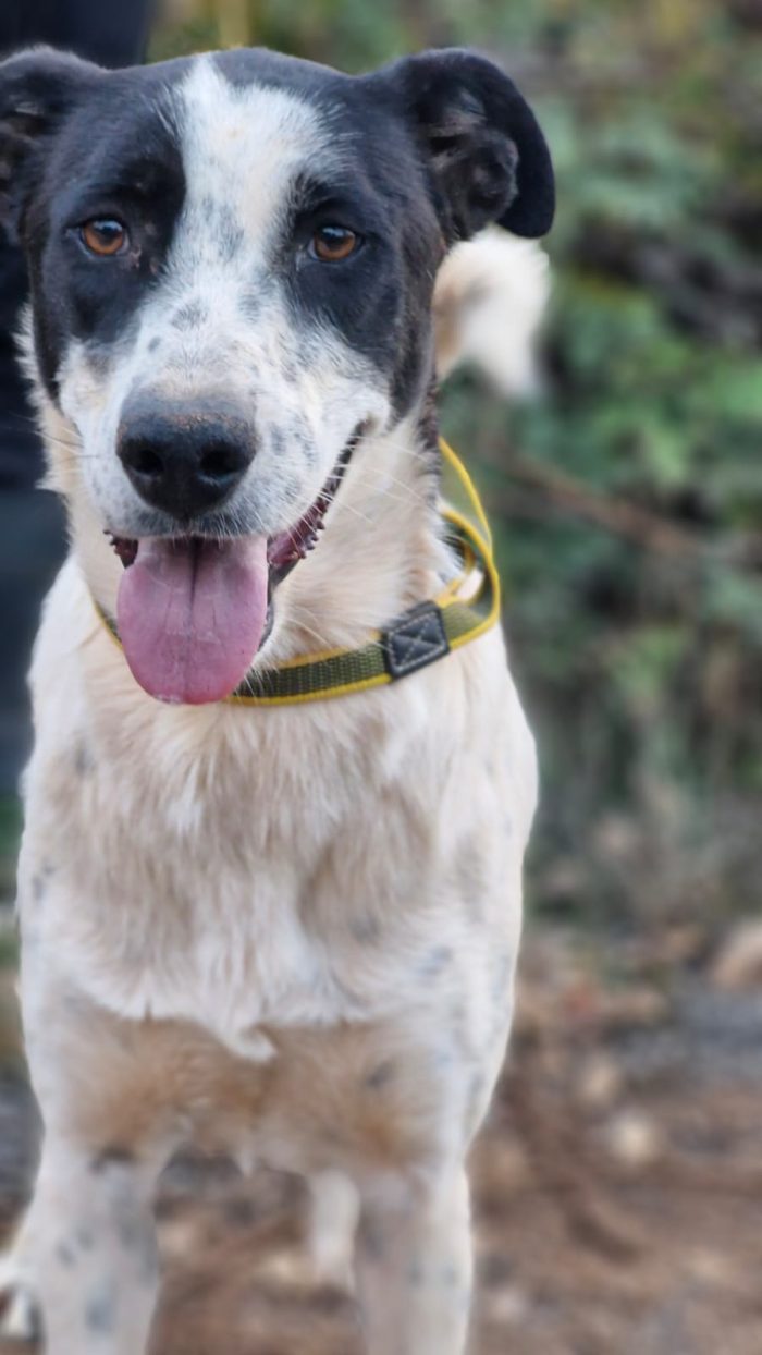 Daisy, meticcia in cerca di adozione