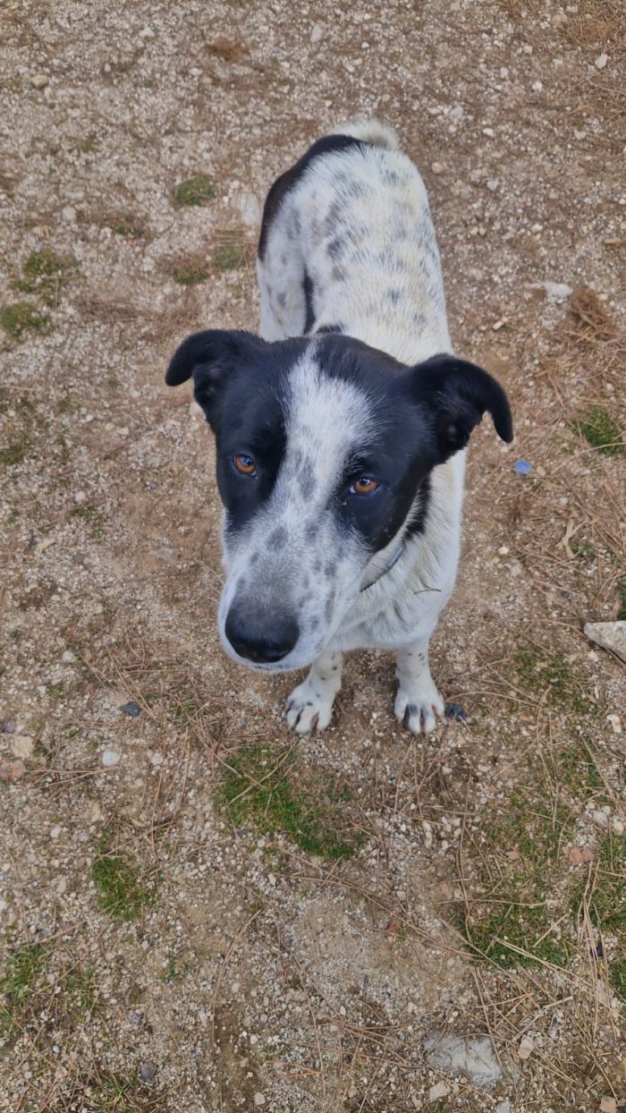 Daisy, meticcia in cerca di adozione