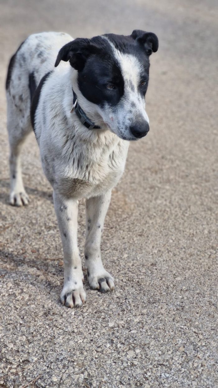 Daisy, meticcia in cerca di adozione