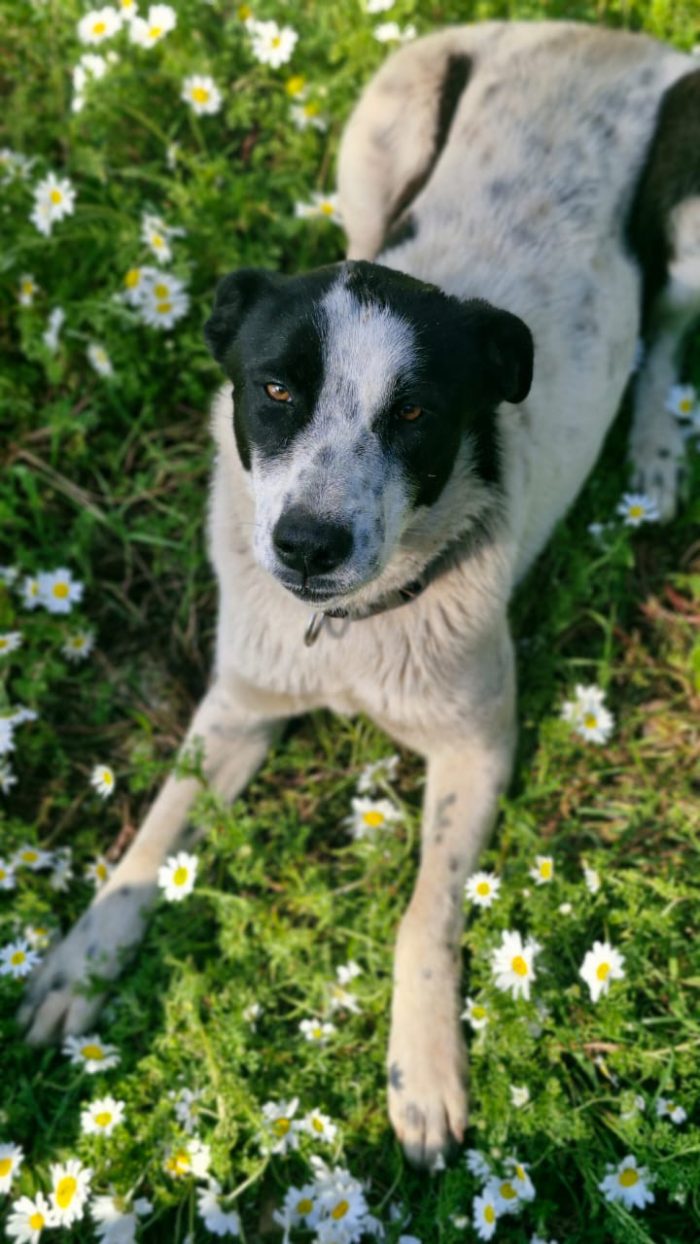 Daisy, meticcia in cerca di adozione - media 4