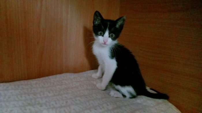 FELIX, adorabile micino in adozione - media 7