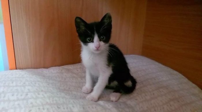 FELIX, adorabile micino in adozione - media 10