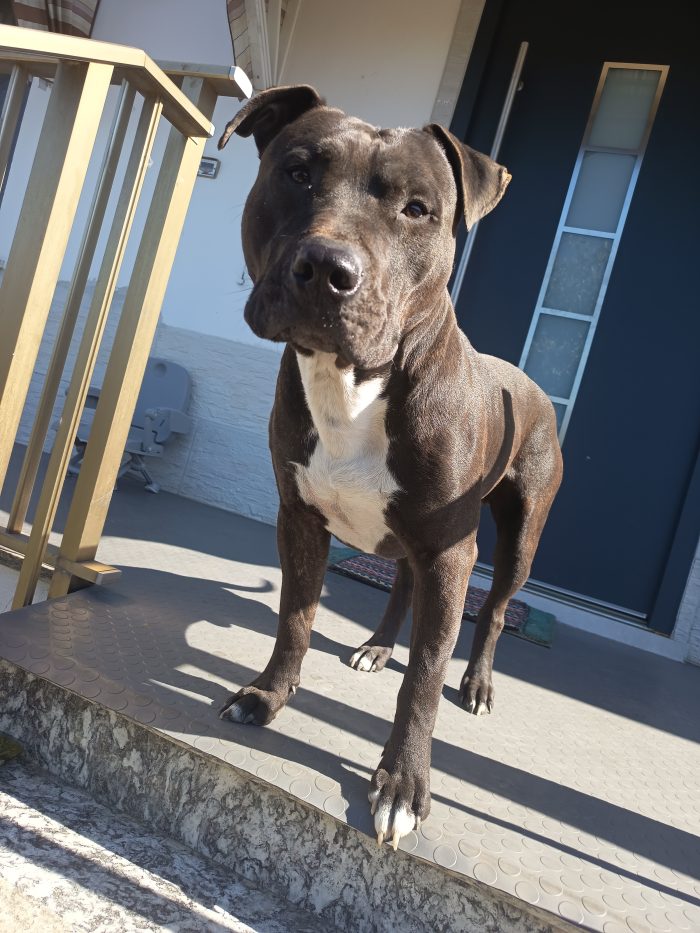 Amstaff Maschio 2 anni cerca casa