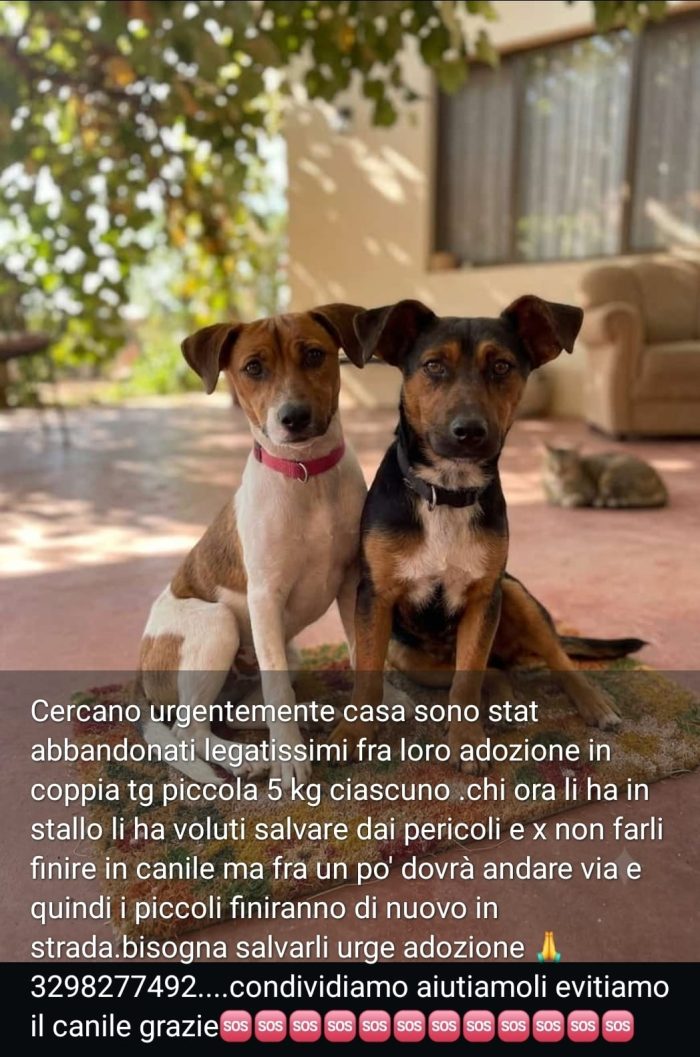 2fratellini 1anno kg5 INSEPARABILI a fine mese in strada!! URGENTE SARDEGNA