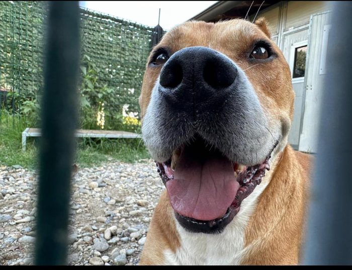 L U C K Y ... e’ stanco. Lucky e' affettuoso, si lega molto al suo umano