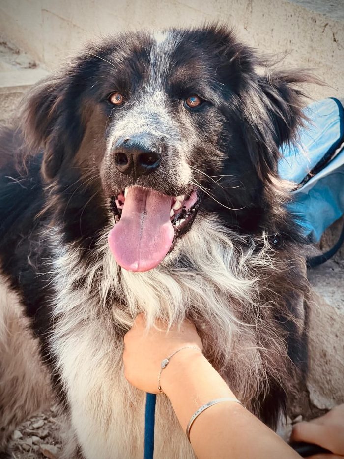 Orso gigante buono