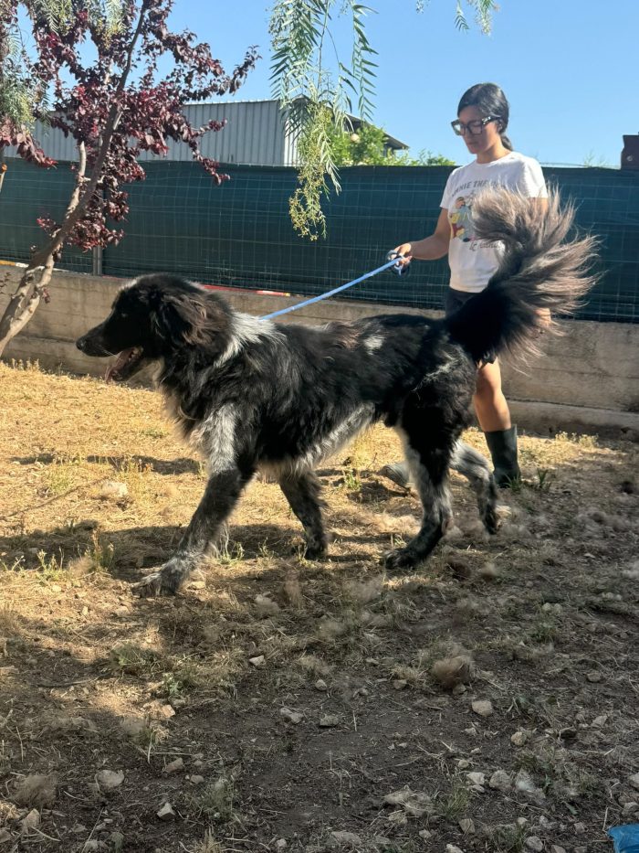 Orso gigante buono