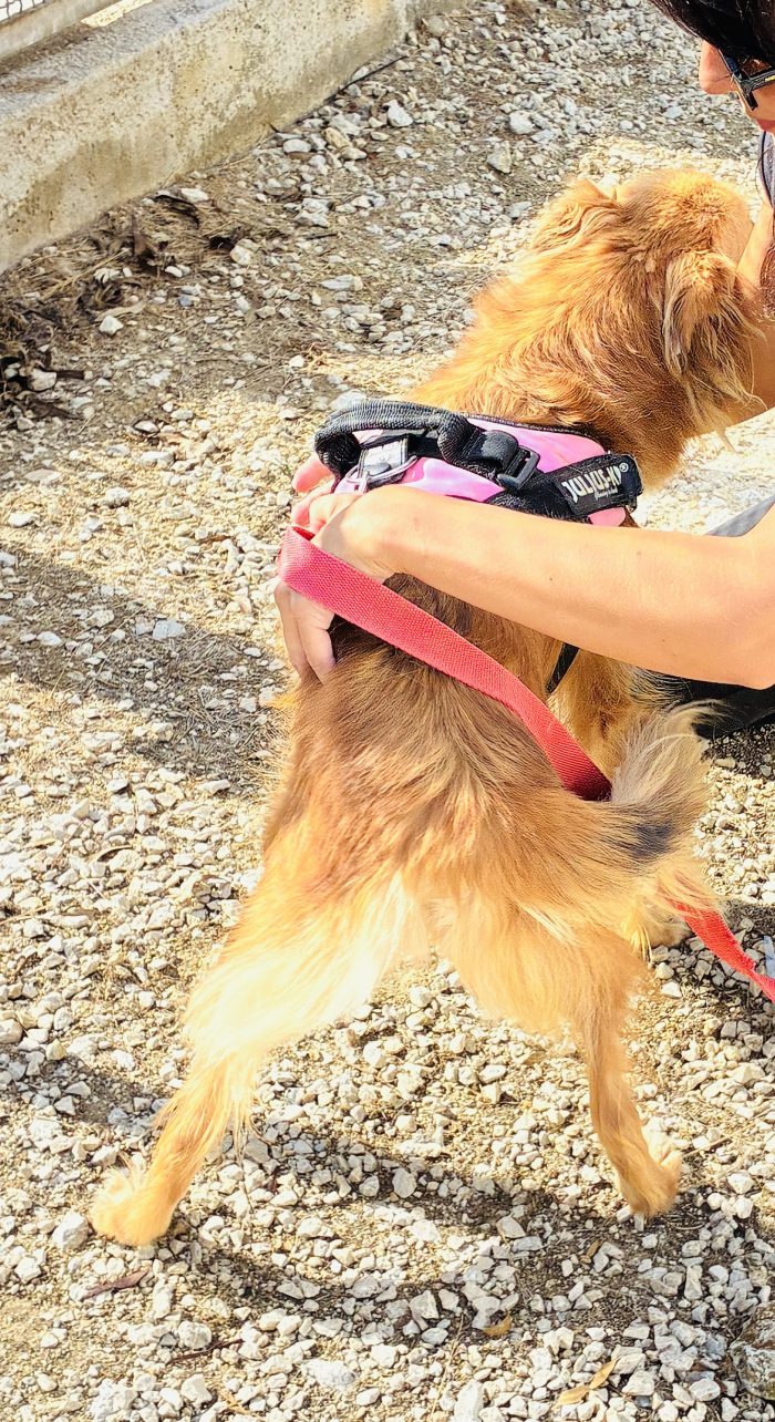 Cagnolina taglia piccola