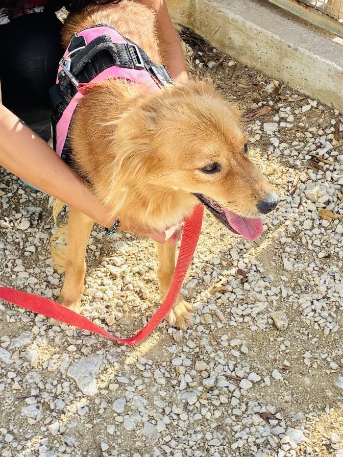 Cagnolina taglia piccola