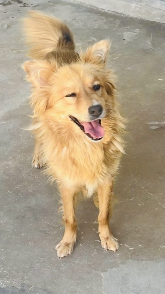 Cagnolina taglia piccola
