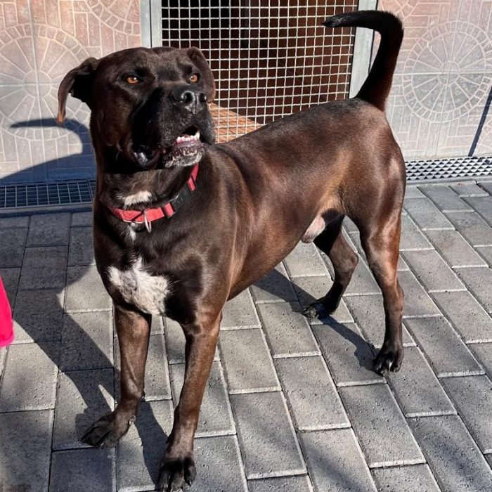 NIGEL PIT CERCA FAMIGLIA