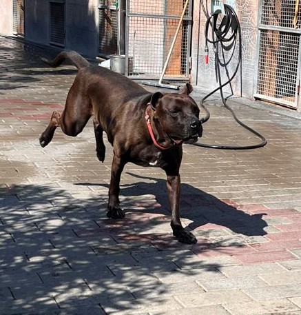 NIGEL PIT CERCA FAMIGLIA - media 4