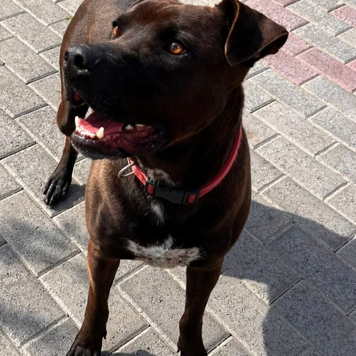 NIGEL PIT CERCA FAMIGLIA