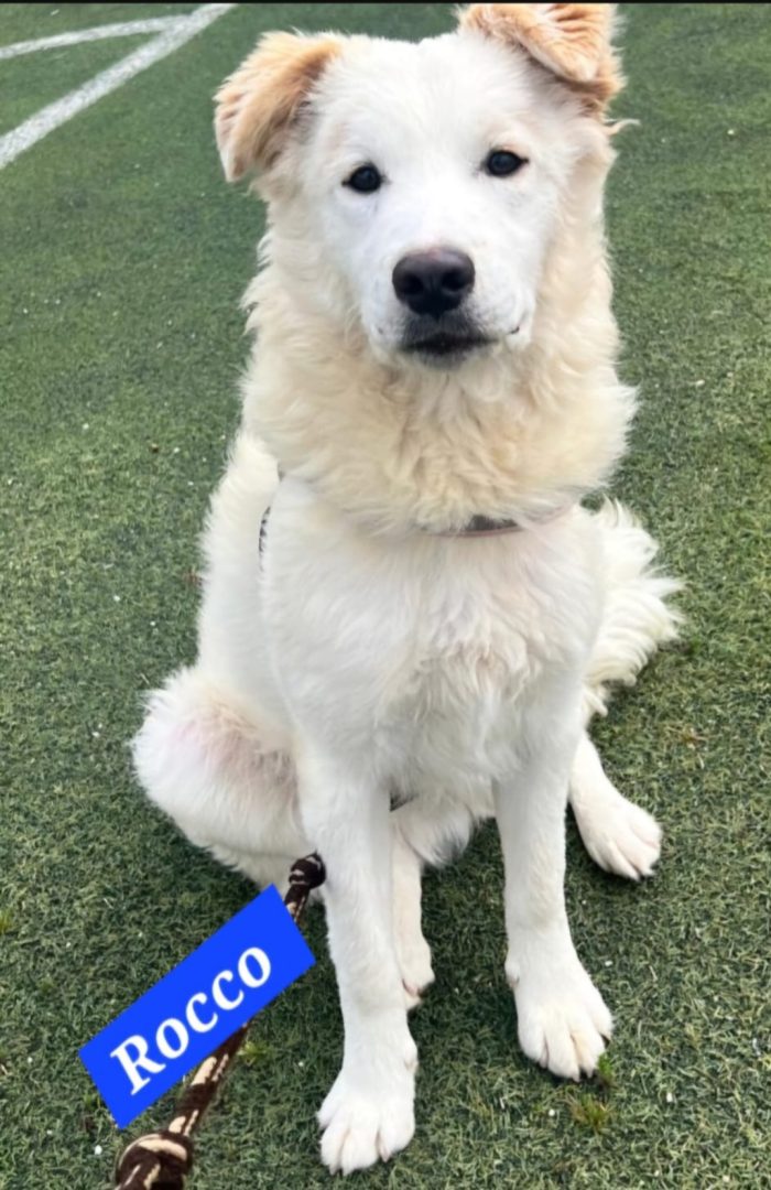 Rocco 2anni una meraviglia di cane,tg media SICILIA
