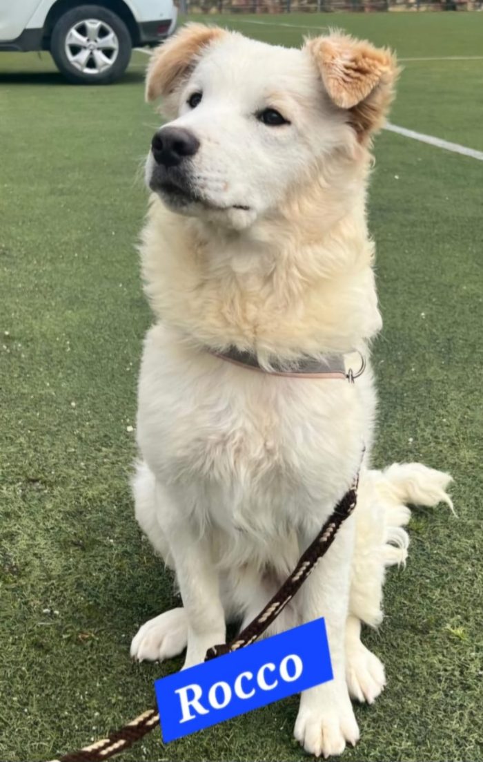 Rocco 2anni una meraviglia di cane,tg media SICILIA