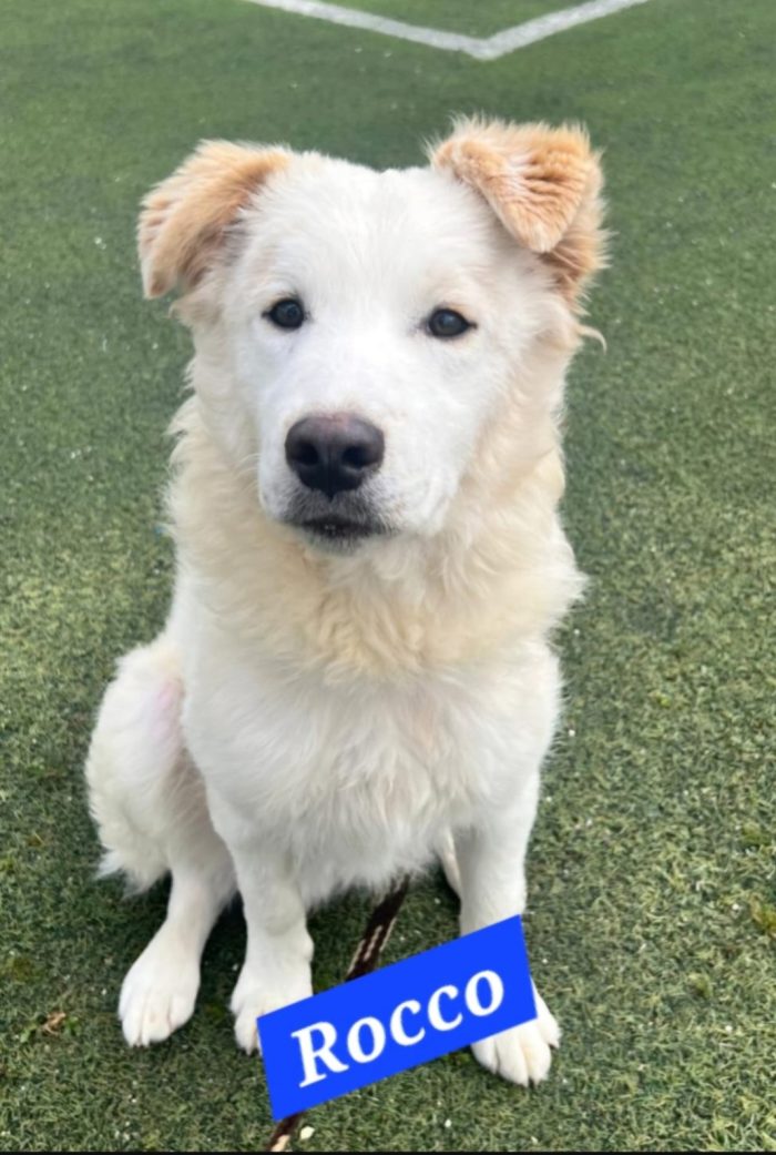 Rocco 2anni una meraviglia di cane,tg media SICILIA