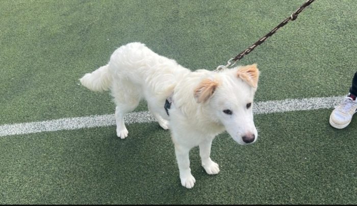 Rocco 2anni una meraviglia di cane,tg media SICILIA - media 4