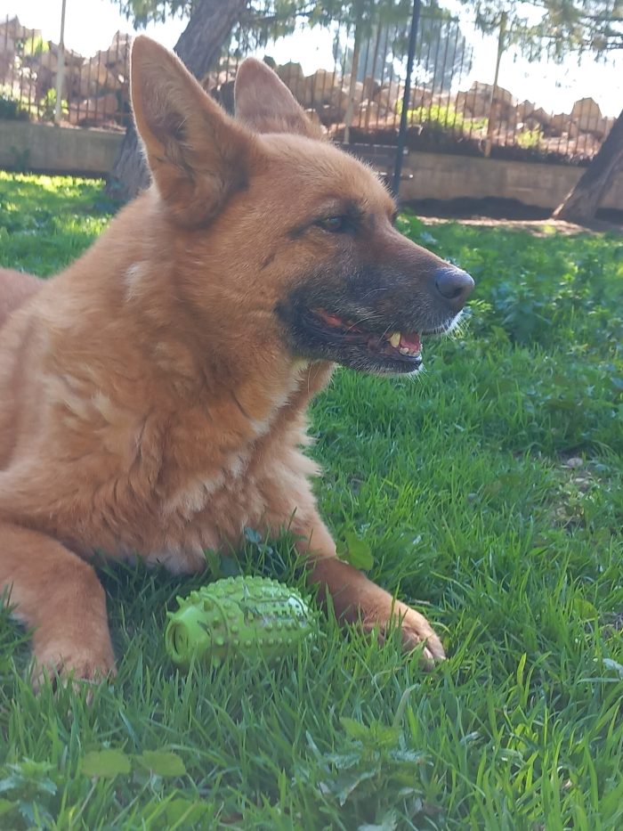 Bea: bellissima giocherellona