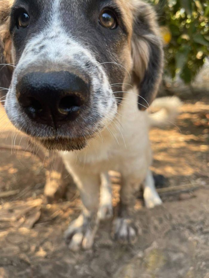 Lillino cucciolo