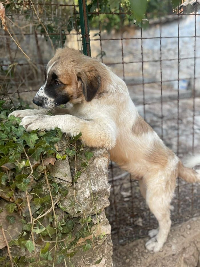 Lillino cucciolo - media 5