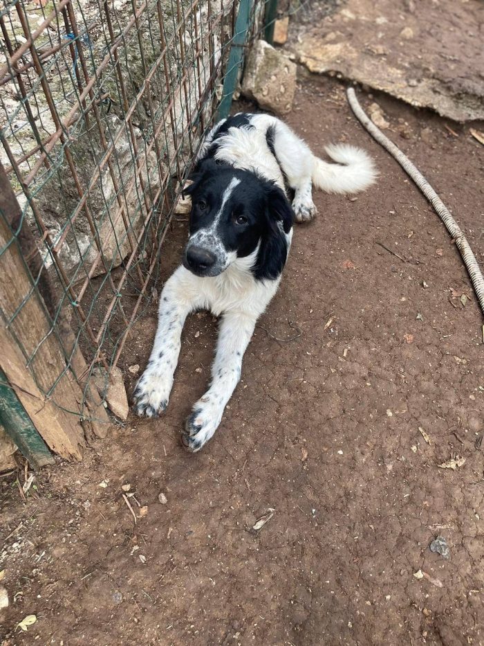 Zorro cucciolo