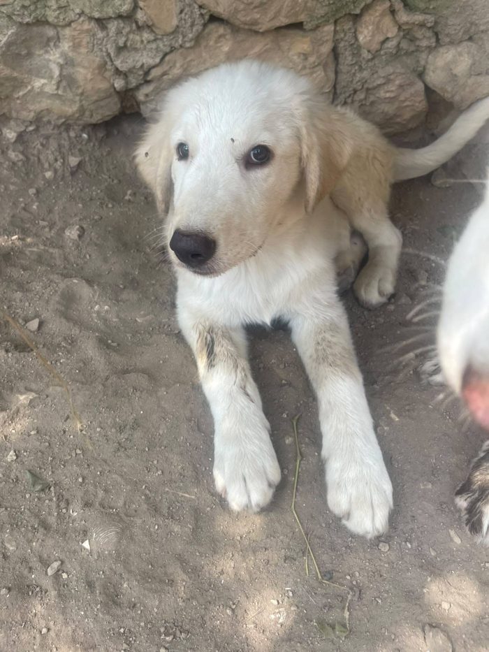 Marella dolce cucciola