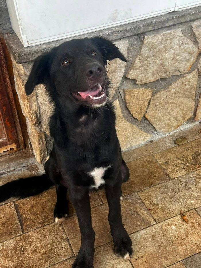 Brunello cucciolo rinuncia di proprietà