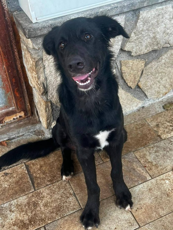 Brunello cucciolo rinuncia di proprietà