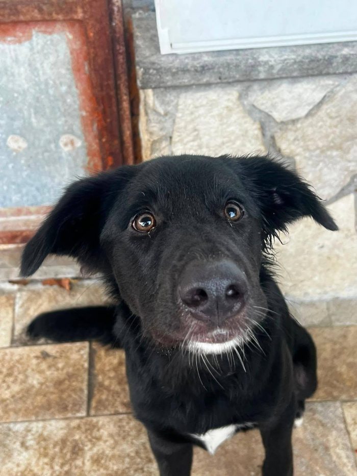 Brunello cucciolo rinuncia di proprietà - media 4