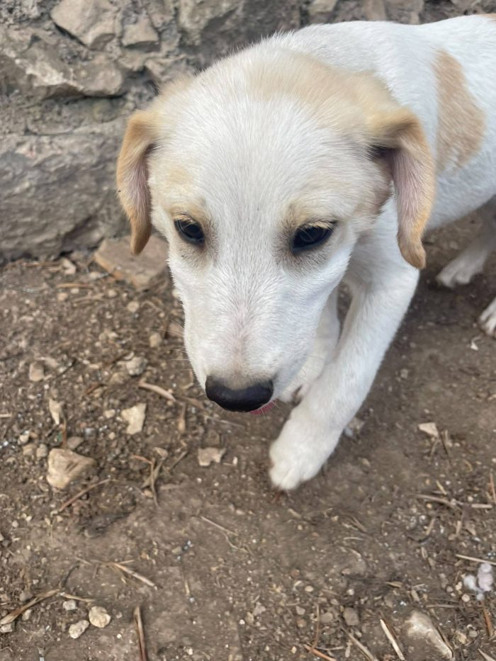 Malu adozione cucciolo cieco