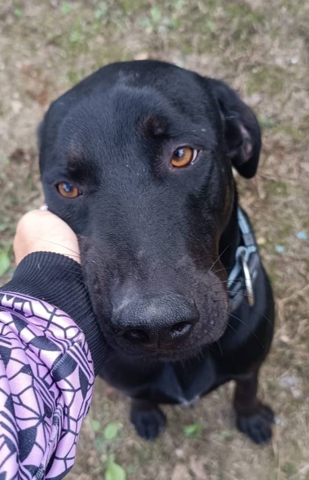 Buzz cagnolino cerca famiglia