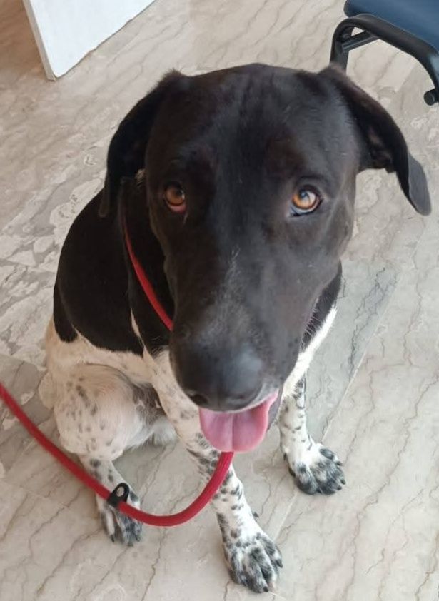 Woody  dolce cagnolino cerca adozione