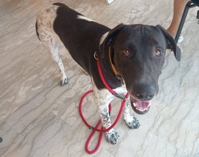 Woody  dolce cagnolino cerca adozione