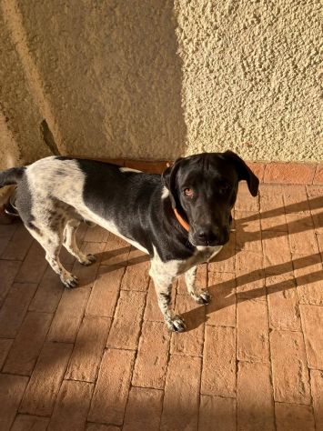 Woody  dolce cagnolino cerca adozione