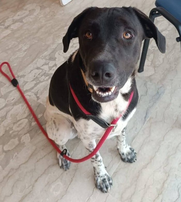 Woody  dolce cagnolino cerca adozione - media 4