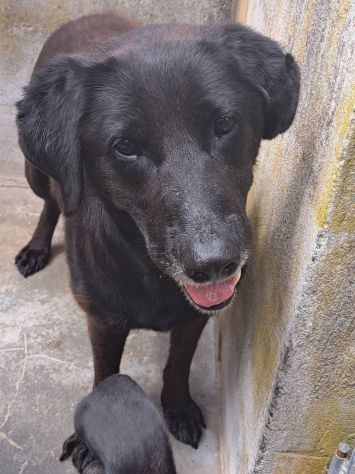 Ciccia mix labrador