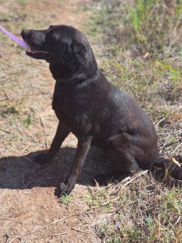 Ciccia mix labrador