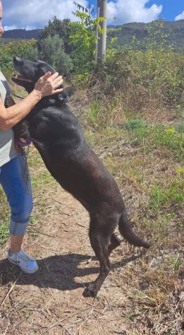 Ciccia mix labrador