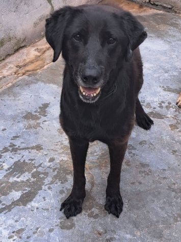 Ciccia mix labrador - media 5