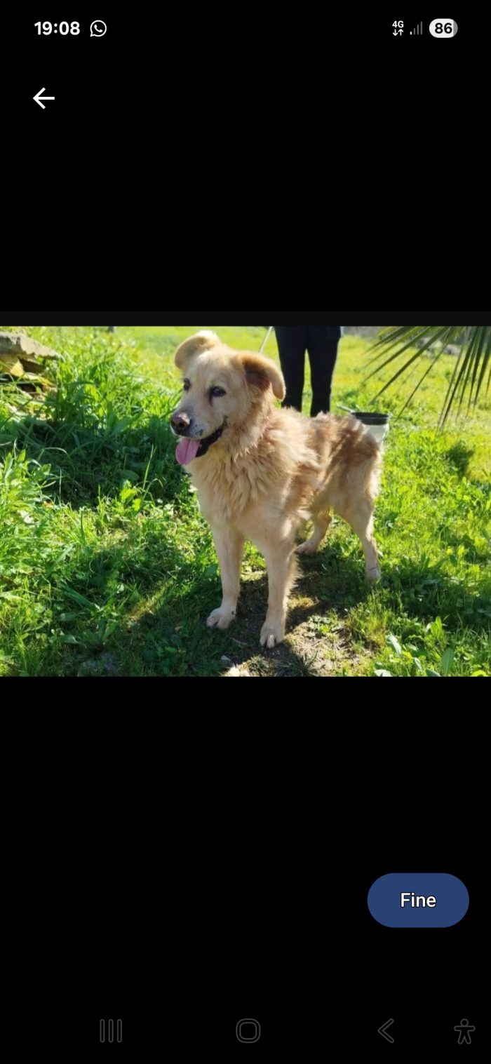 Giorgio 12anni dimenticato in canile..uno dei tanti invisibili. MATERA