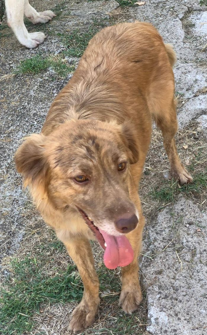 Fritz simpatico cagnolino