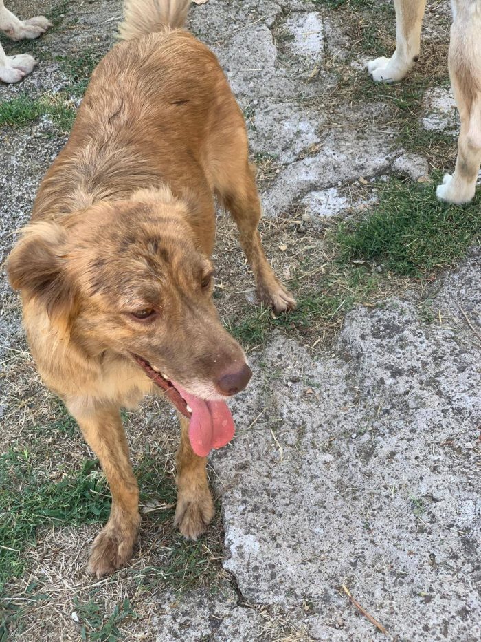 Fritz simpatico cagnolino
