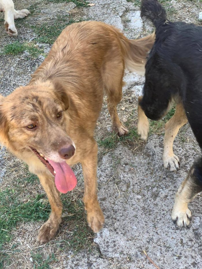 Fritz simpatico cagnolino