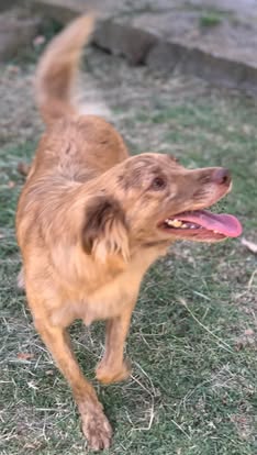 Fritz simpatico cagnolino - media 4