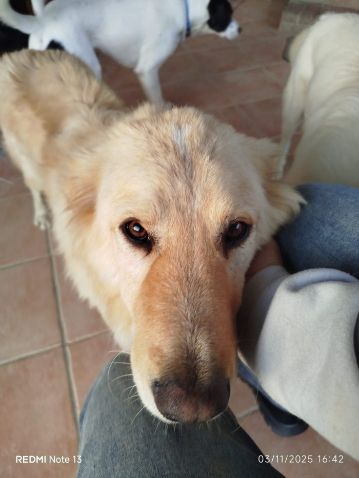Master magnifico cane cerca adozione